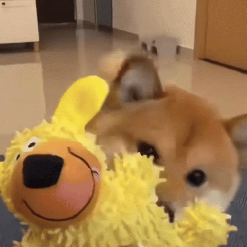 Zahnreinigendes Kauspielzeug mit Geräusch für Hunde