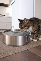 HydraPro™ – Intelligenter Trinkbrunnen für Hunde & Katzen