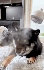 Misty_Brush_for_Dogs_1000_x_1000_._608_x_1080_._2 - Wuff & Co 