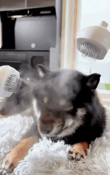 Steami Pro™ – Wiederaufladbare Dampf-Fellbürste für Haustiere