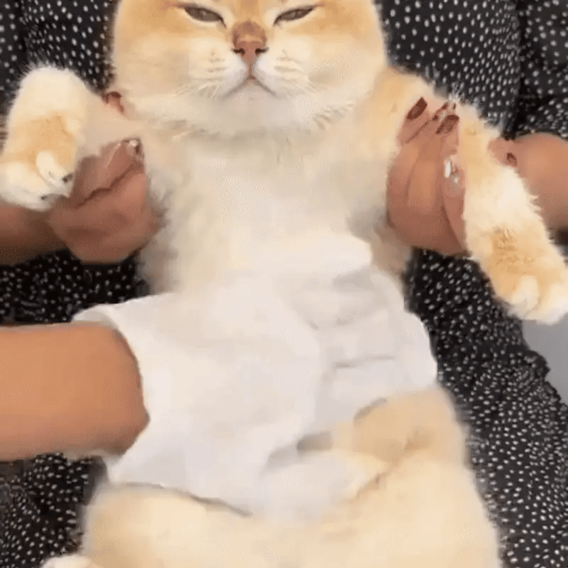 Reinigungshandschuh für Hunde & Katzen