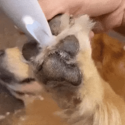 Trimmer für Hunde & Katzen – sicher und sanft