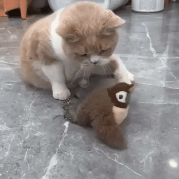 Weckt den Jagdinstinkt deiner Katze