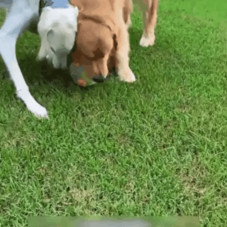 Halten Sie Ihren Hund aktiv, glücklich und stressfrei