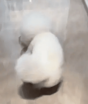 Der interaktive Spielball, der Hunde wirklich auslastet