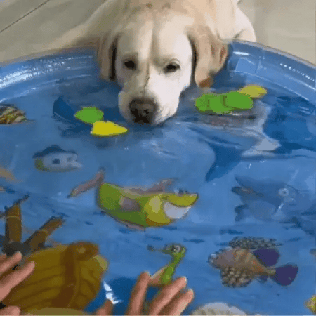 Kühlendes Wasserbett für Hunde & Katzen