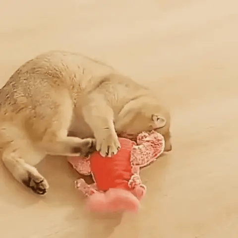 Wackelnder Hummer – Interaktives Spielzeug für Hunde & Katzen